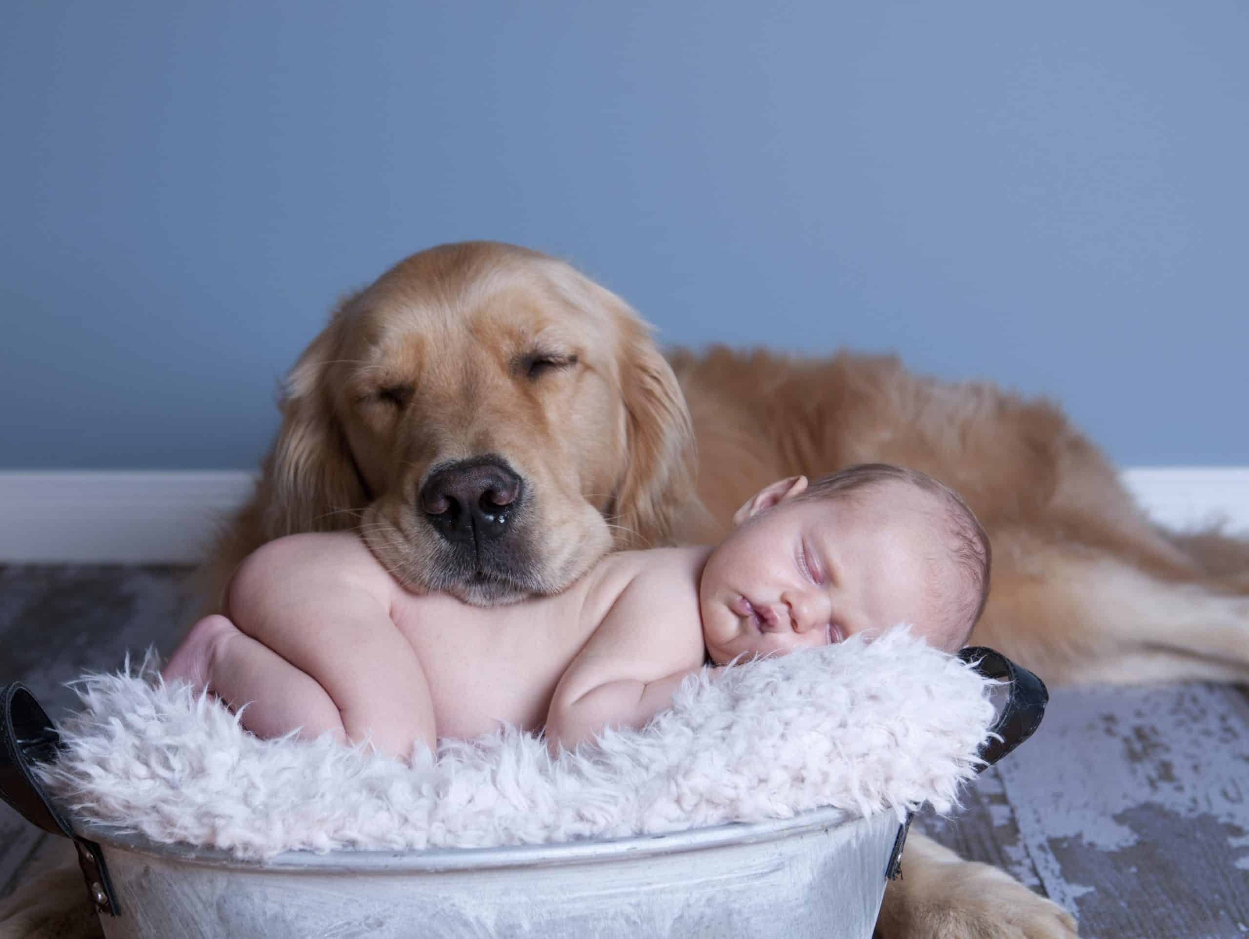bebê e animal de estimacao
